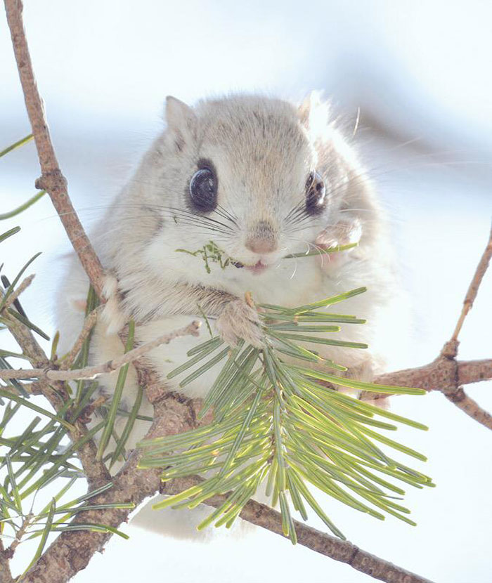 fauna-adorable-hokkaido-japon (14)