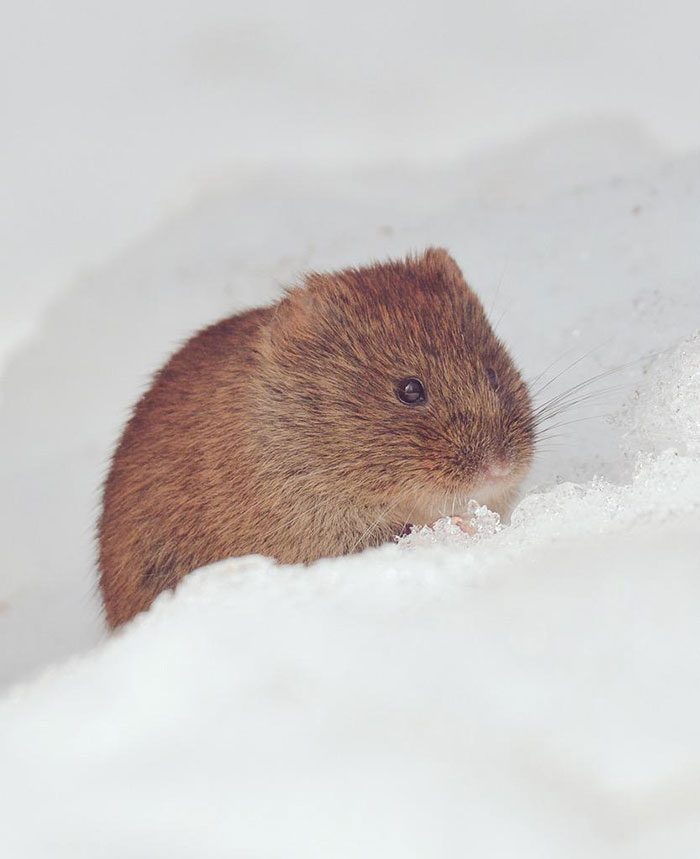 fauna-adorable-hokkaido-japon (17)