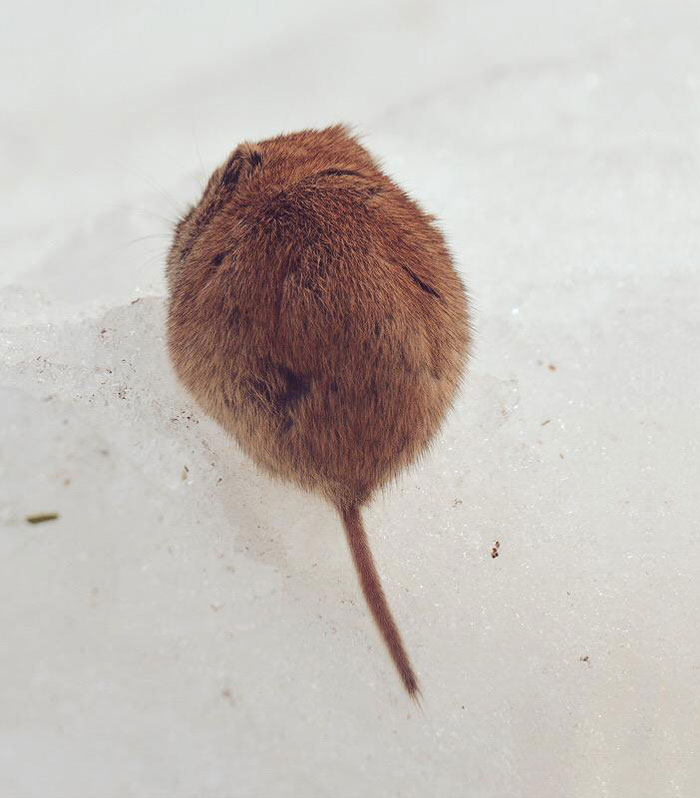 fauna-adorable-hokkaido-japon (18)