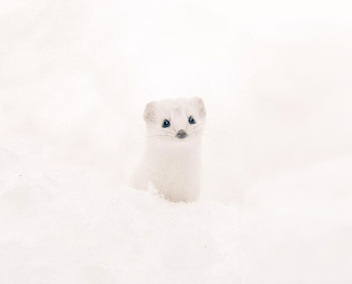 fauna-adorable-hokkaido-japon (19)