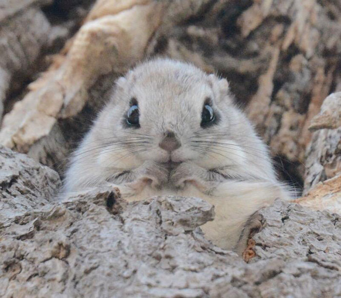 fauna-adorable-hokkaido-japon (20)
