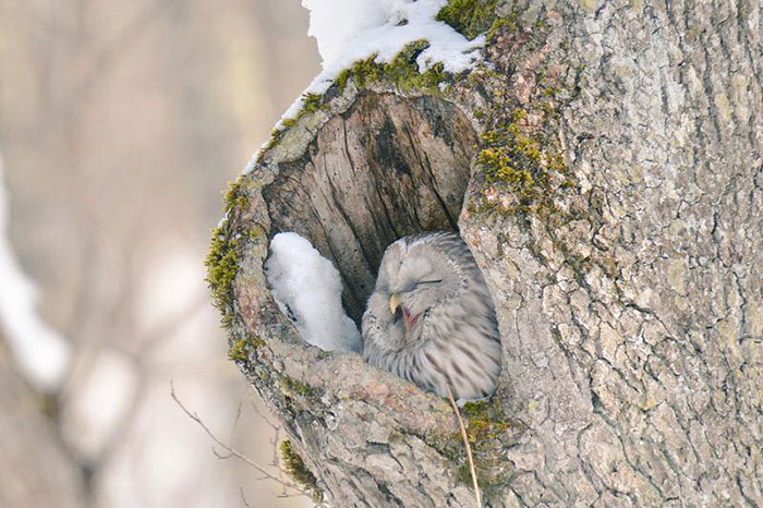 fauna-adorable-hokkaido-japon (21)