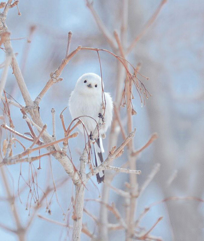 fauna-adorable-hokkaido-japon (22)