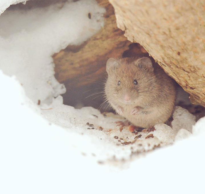 fauna-adorable-hokkaido-japon (23)