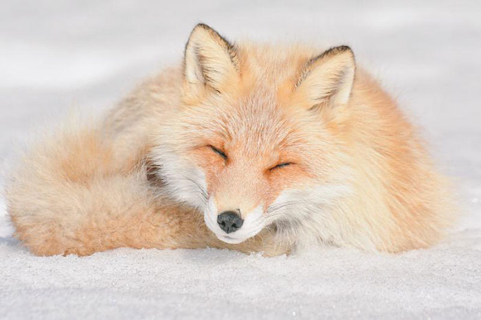 fauna-adorable-hokkaido-japon (3)