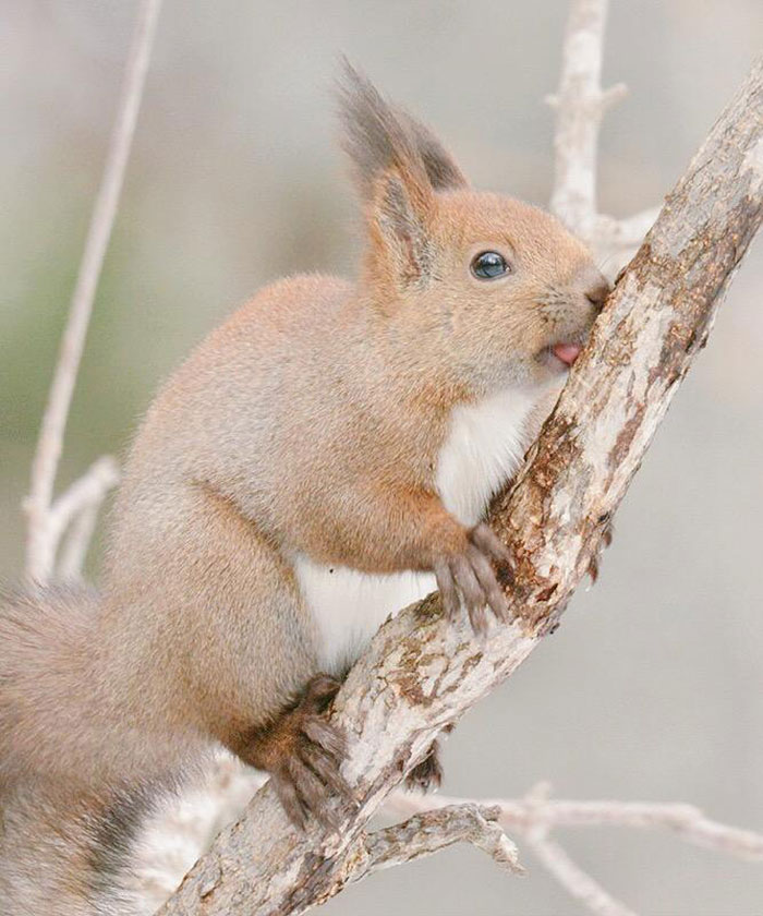 fauna-adorable-hokkaido-japon (4)