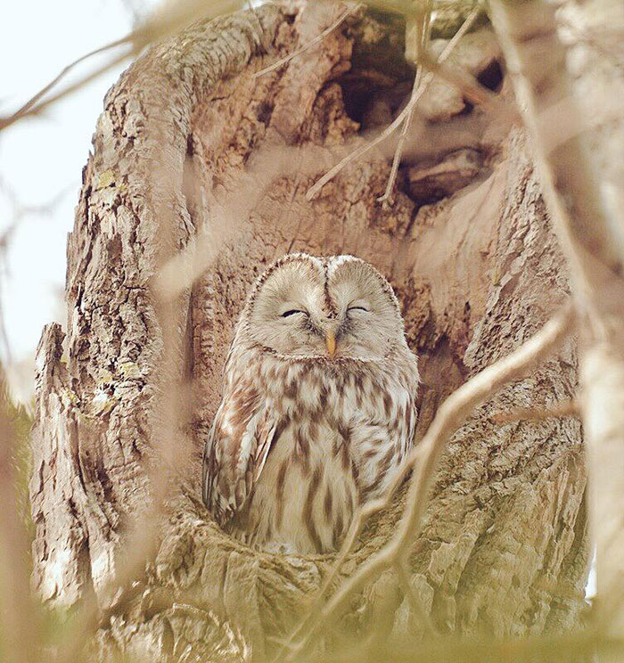 fauna-adorable-hokkaido-japon (5)