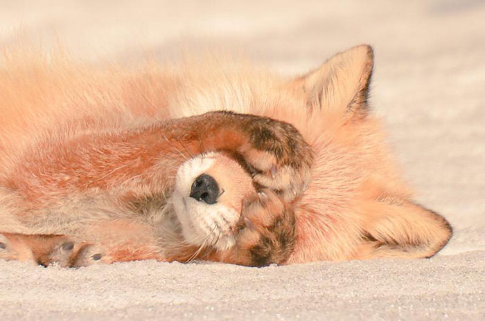 fauna-adorable-hokkaido-japon (6)
