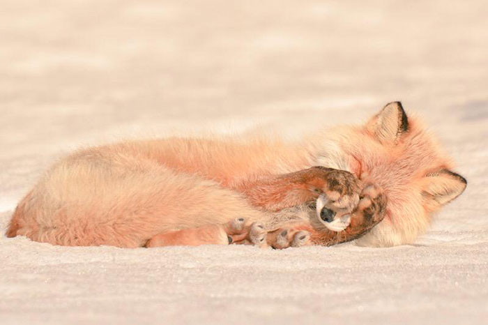fauna-adorable-hokkaido-japon (7)