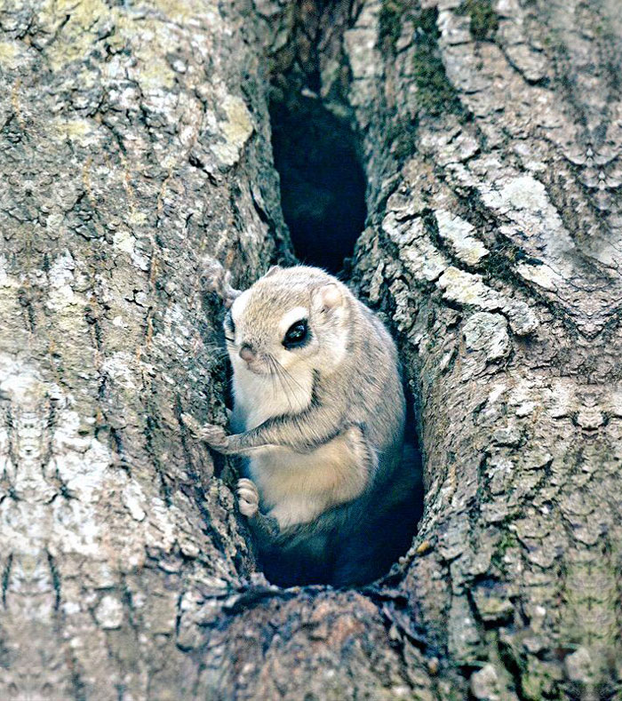 fauna-adorable-hokkaido-japon (8)