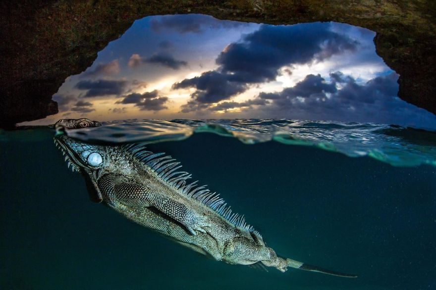 fotos-finalistas-concurso-12-smithsonian (2)