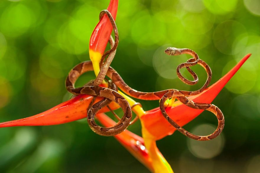 fotos-finalistas-concurso-12-smithsonian (3)