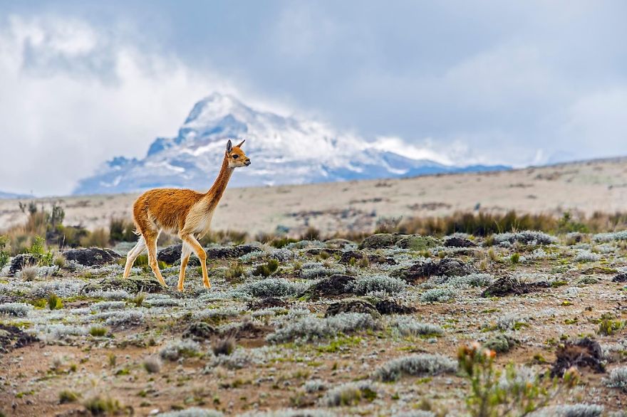 fotos-finalistas-concurso-12-smithsonian (4)