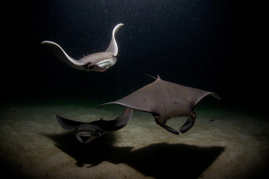 fotos-finalistas-concurso-12-smithsonian (5)