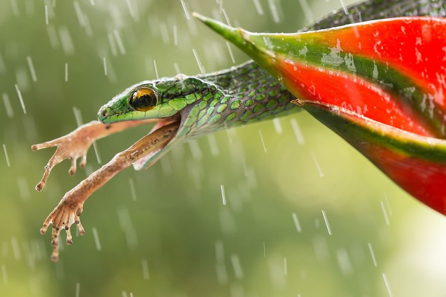 fotos-finalistas-concurso-12-smithsonian (6)