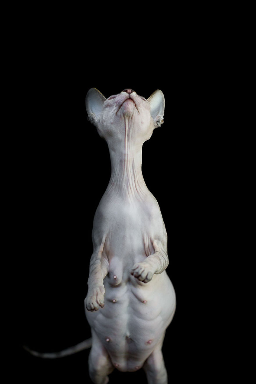 fotos-gatos-esfinge-alicia-rius (12)