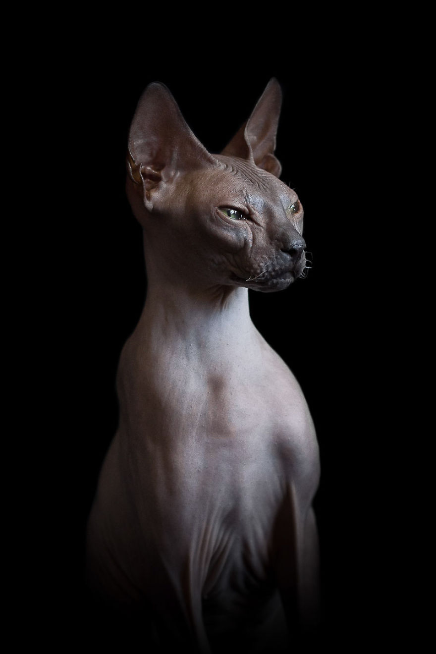 fotos-gatos-esfinge-alicia-rius (9)