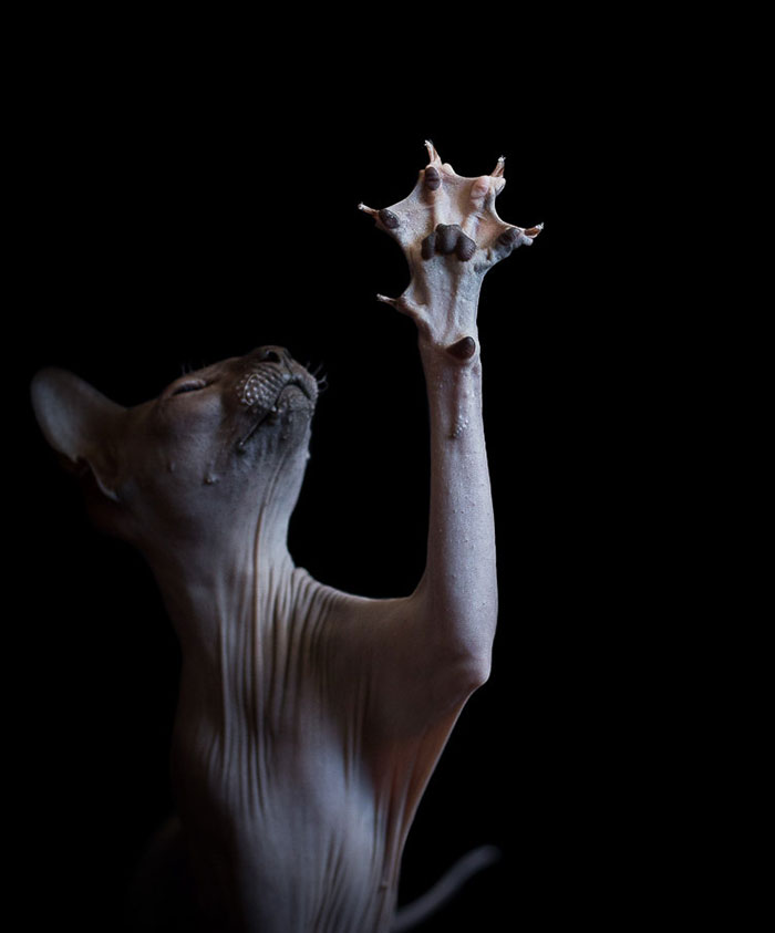 Hago fotos de gatos esfinge para explorar su extraña belleza