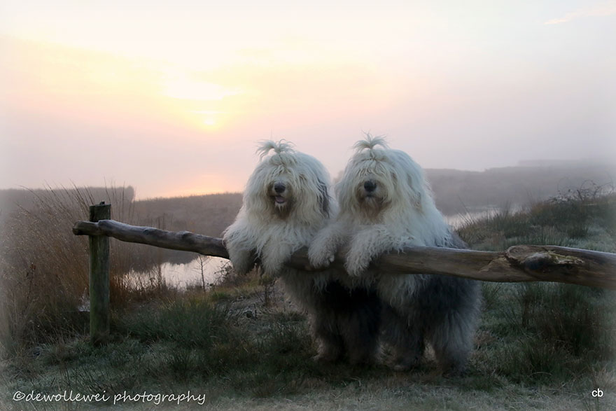 fotos-perros-bobtail-hermanas-cees-boll (1)