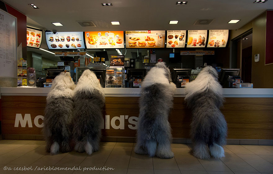 fotos-perros-bobtail-hermanas-cees-boll (11)
