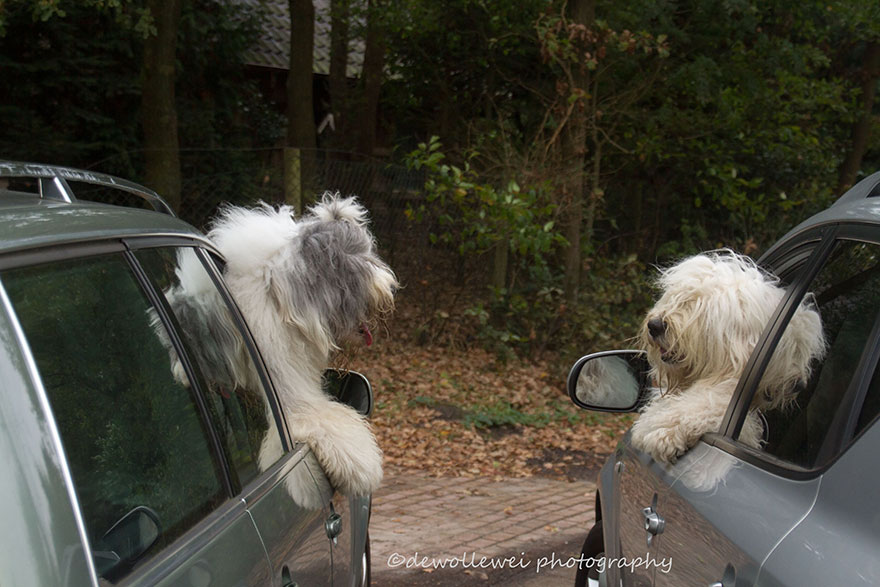 fotos-perros-bobtail-hermanas-cees-boll (13)