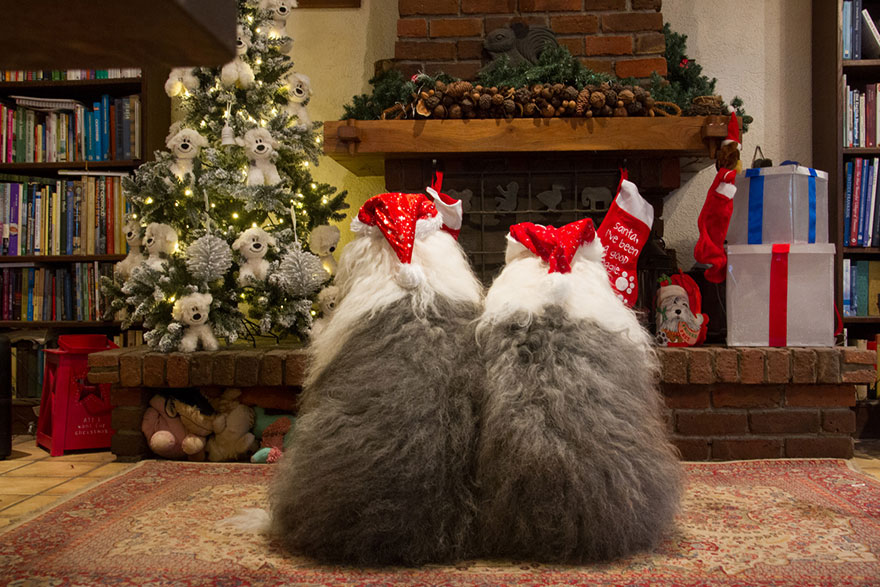 fotos-perros-bobtail-hermanas-cees-boll (16)