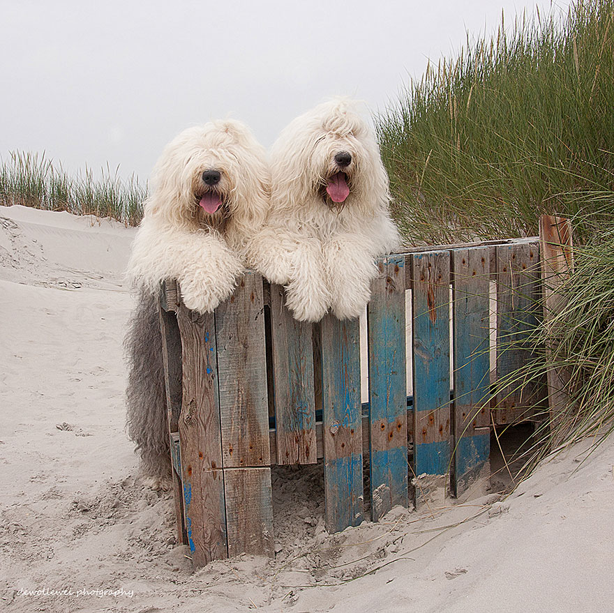 fotos-perros-bobtail-hermanas-cees-boll (17)