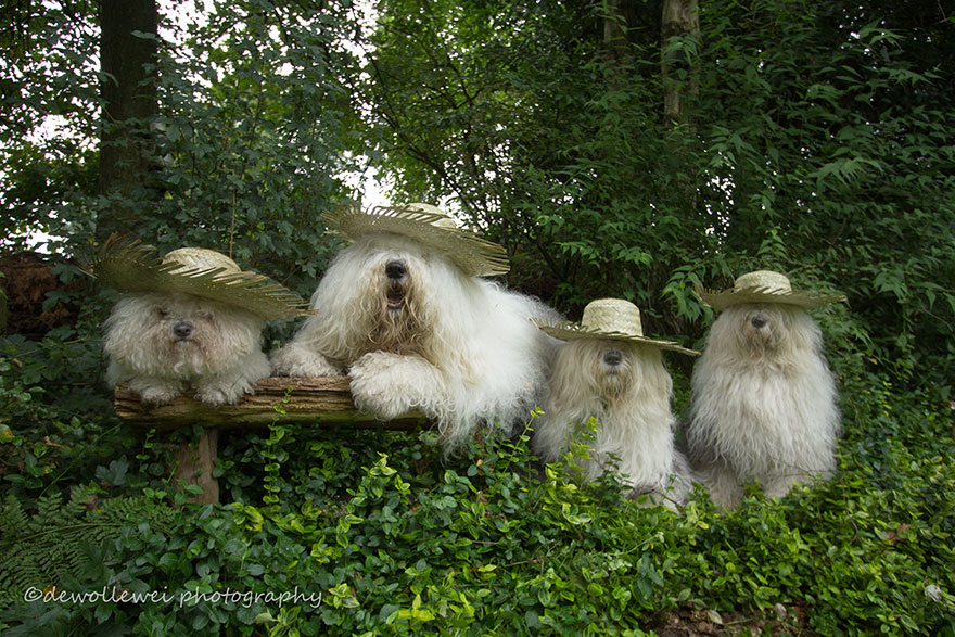 fotos-perros-bobtail-hermanas-cees-boll (2)