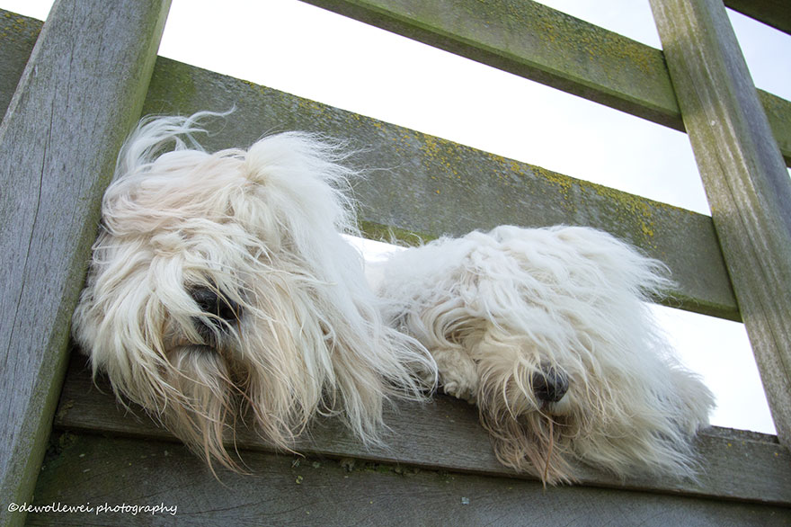 fotos-perros-bobtail-hermanas-cees-boll (21)