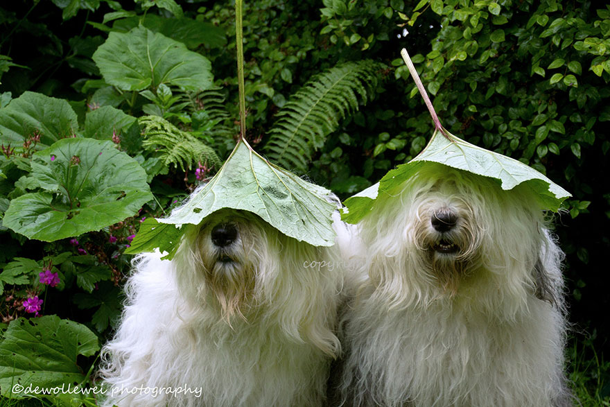 fotos-perros-bobtail-hermanas-cees-boll (22)
