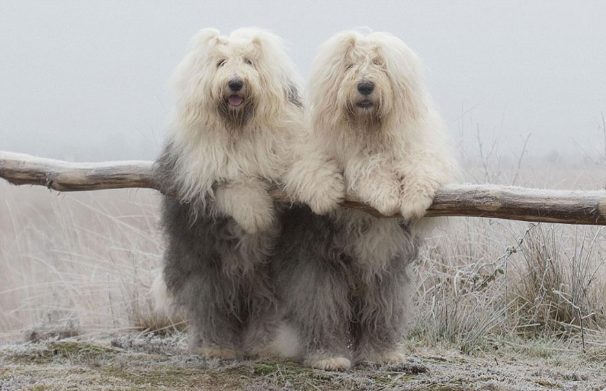fotos-perros-bobtail-hermanas-cees-boll (24)