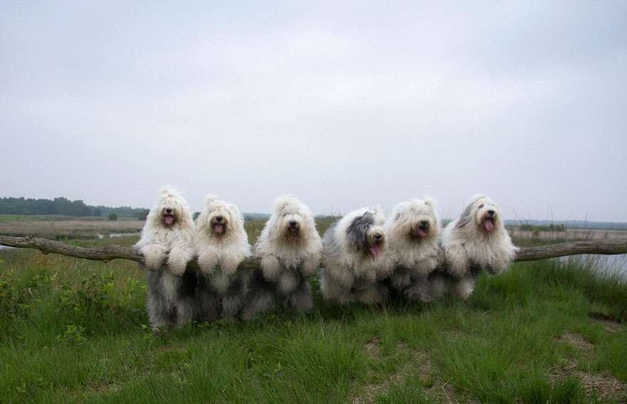 fotos-perros-bobtail-hermanas-cees-boll (26)