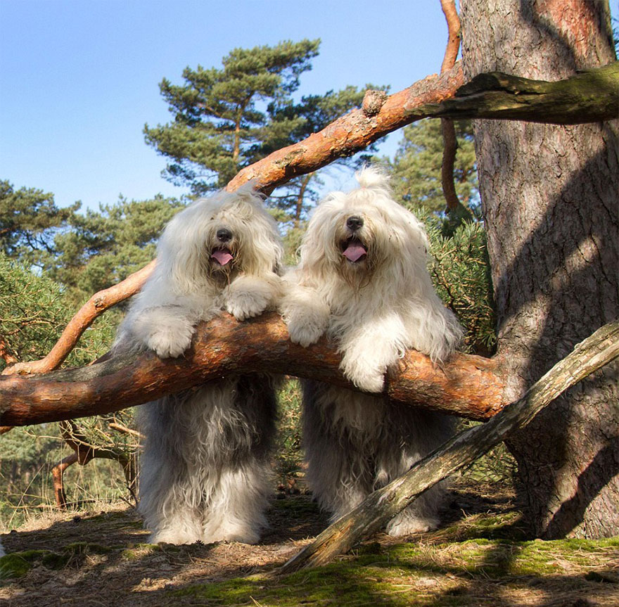 fotos-perros-bobtail-hermanas-cees-boll (27)