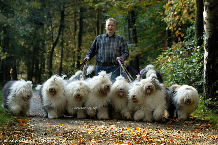 fotos-perros-bobtail-hermanas-cees-boll (29)