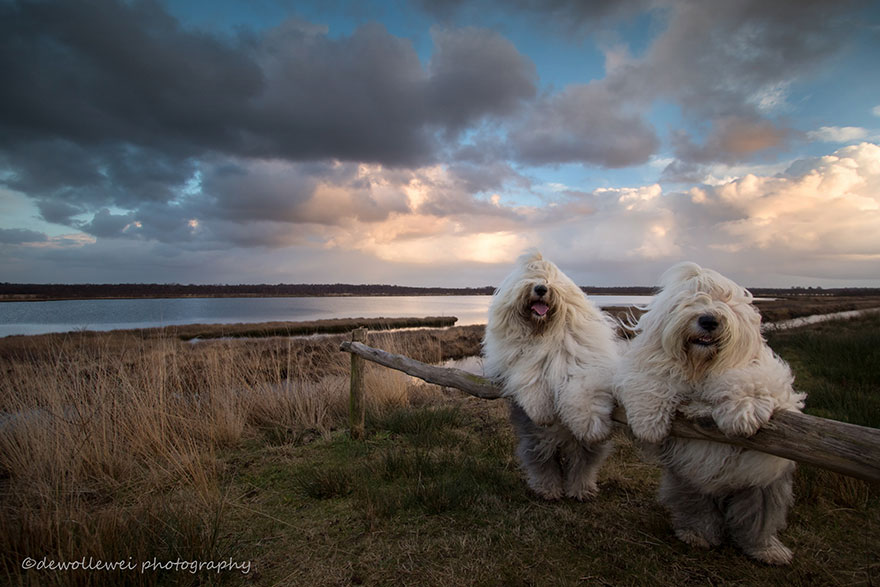 fotos-perros-bobtail-hermanas-cees-boll (3)