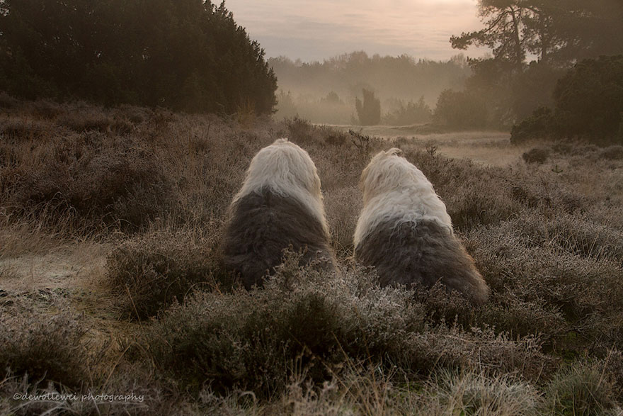 fotos-perros-bobtail-hermanas-cees-boll (4)