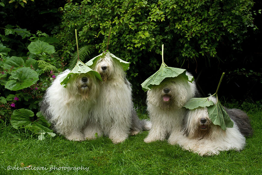 fotos-perros-bobtail-hermanas-cees-boll (5)