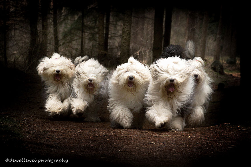 fotos-perros-bobtail-hermanas-cees-boll (6)