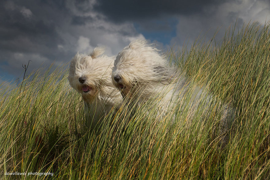 fotos-perros-bobtail-hermanas-cees-boll (8)