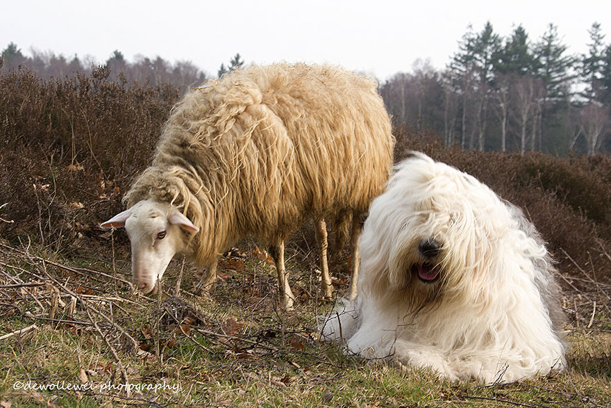 fotos-perros-bobtail-hermanas-cees-boll (9)