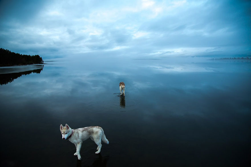 fotos-perros-husky-lago-helado-fox-grom (10)