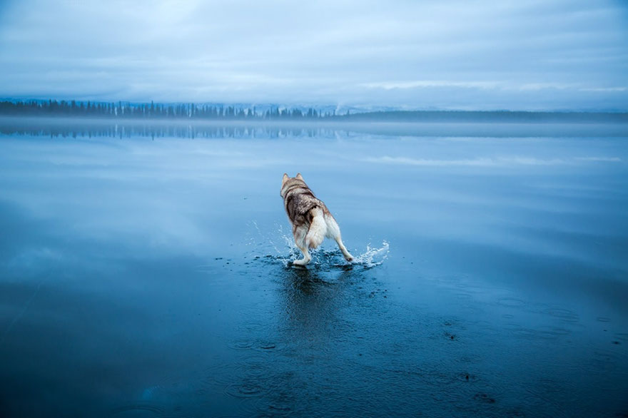 fotos-perros-husky-lago-helado-fox-grom (11)