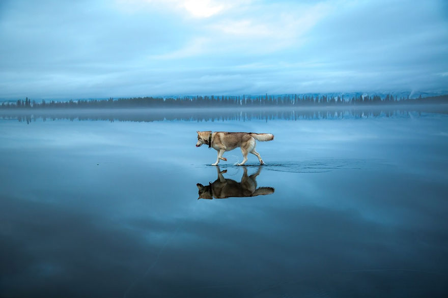 fotos-perros-husky-lago-helado-fox-grom (12)