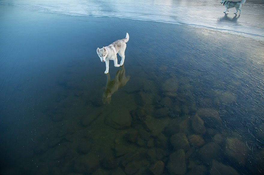 fotos-perros-husky-lago-helado-fox-grom (13)