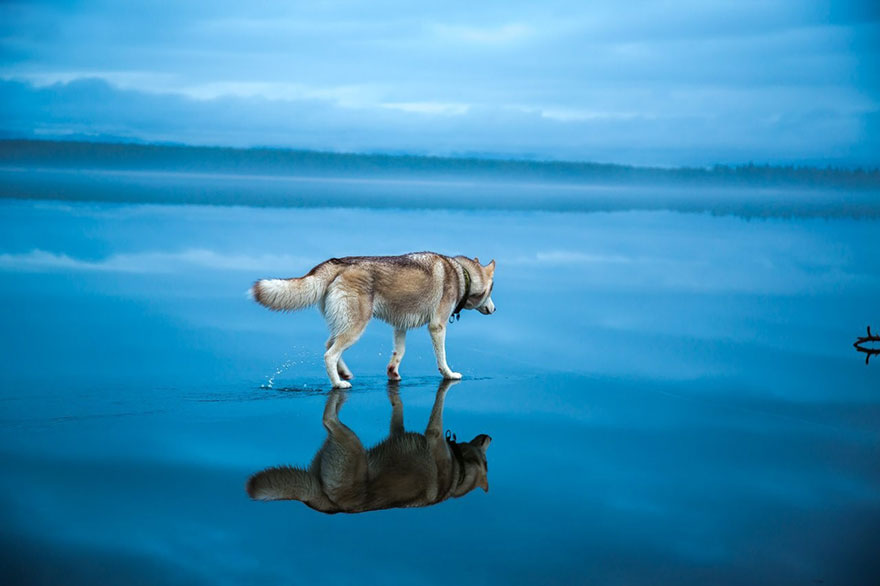 fotos-perros-husky-lago-helado-fox-grom (2)