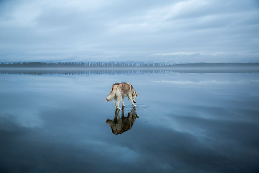 fotos-perros-husky-lago-helado-fox-grom (3)