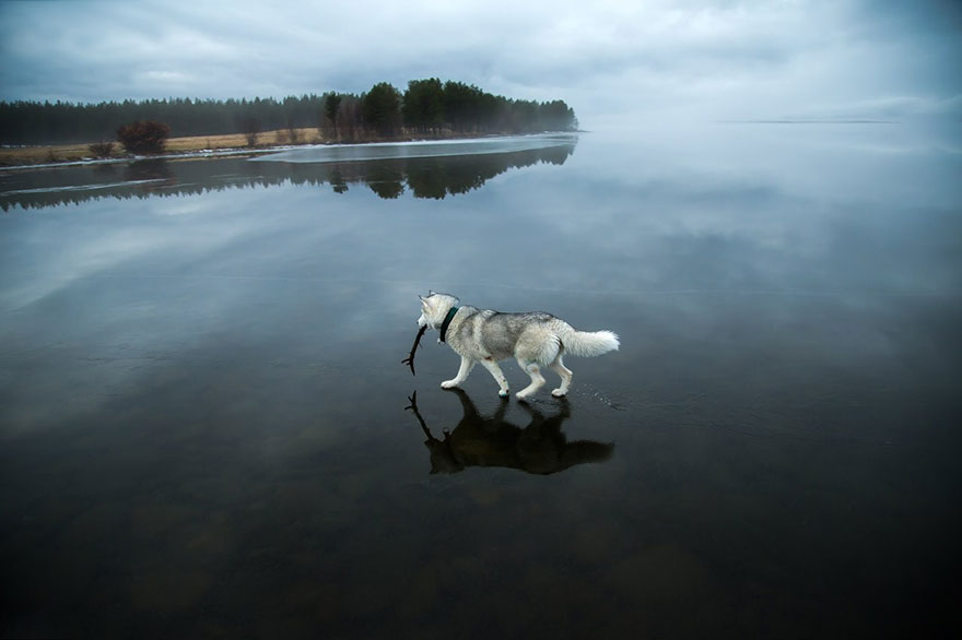 fotos-perros-husky-lago-helado-fox-grom (4)