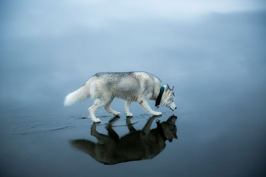 fotos-perros-husky-lago-helado-fox-grom (5)