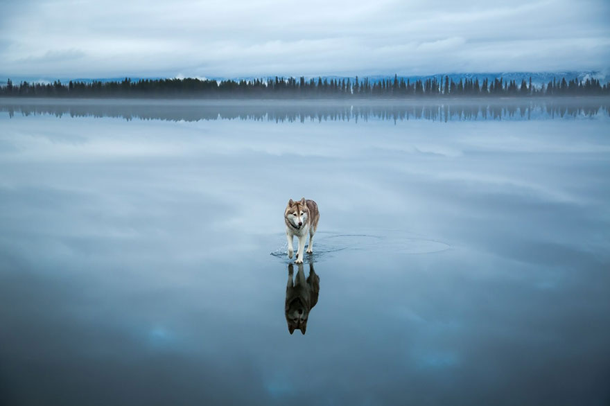 fotos-perros-husky-lago-helado-fox-grom (7)