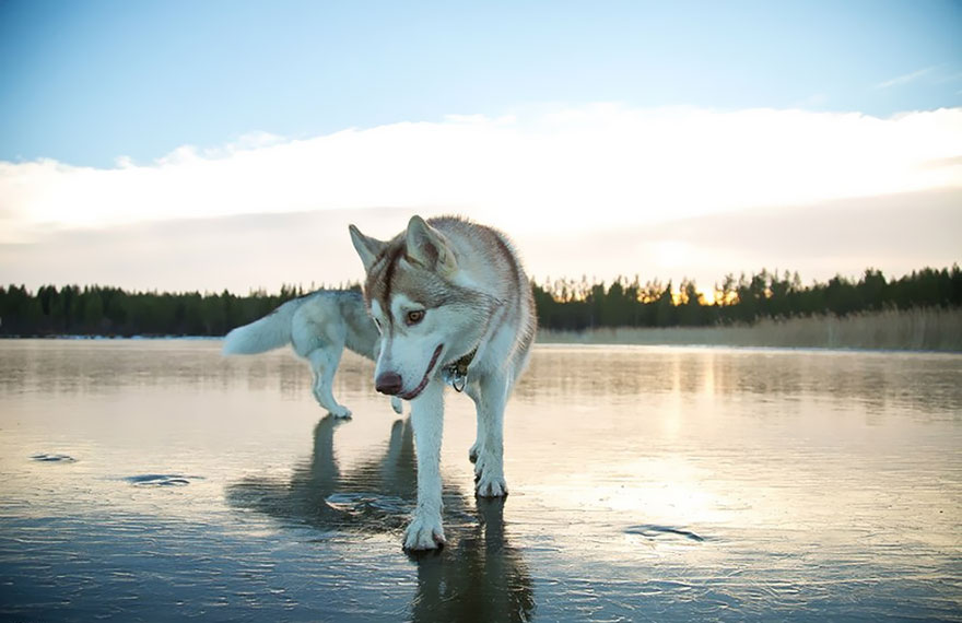 fotos-perros-husky-lago-helado-fox-grom (8)
